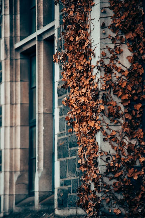 가을, 나뭇잎, 덩굴의 무료 스톡 사진