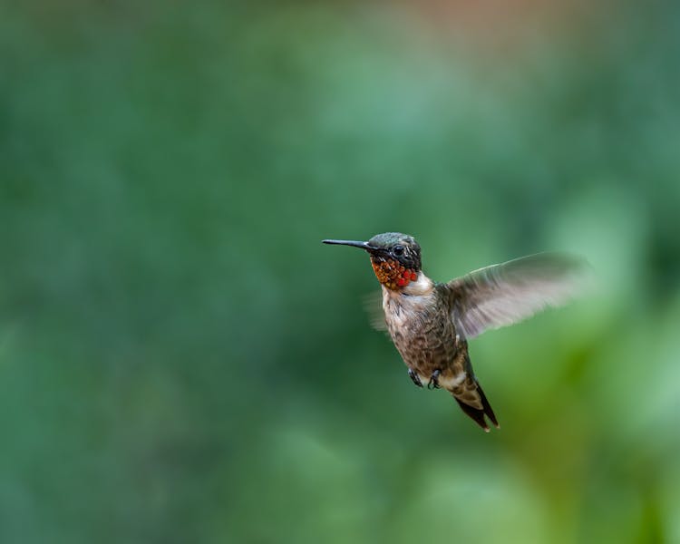 Hummingbird Flying In Green Nature In Daylight