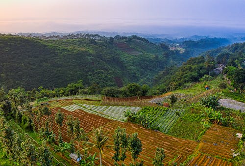 Foto d'estoc gratuïta de aeri, agricultura, alba