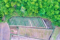 Green Trees Near Crops