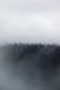 Fog over evergreen trees in forest
