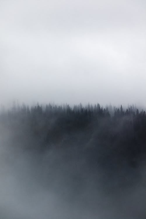 Black and white of thick fog floating in cloudy sky over lush coniferous forest