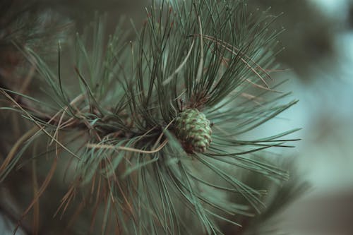 Green Plant in Close Up Photography