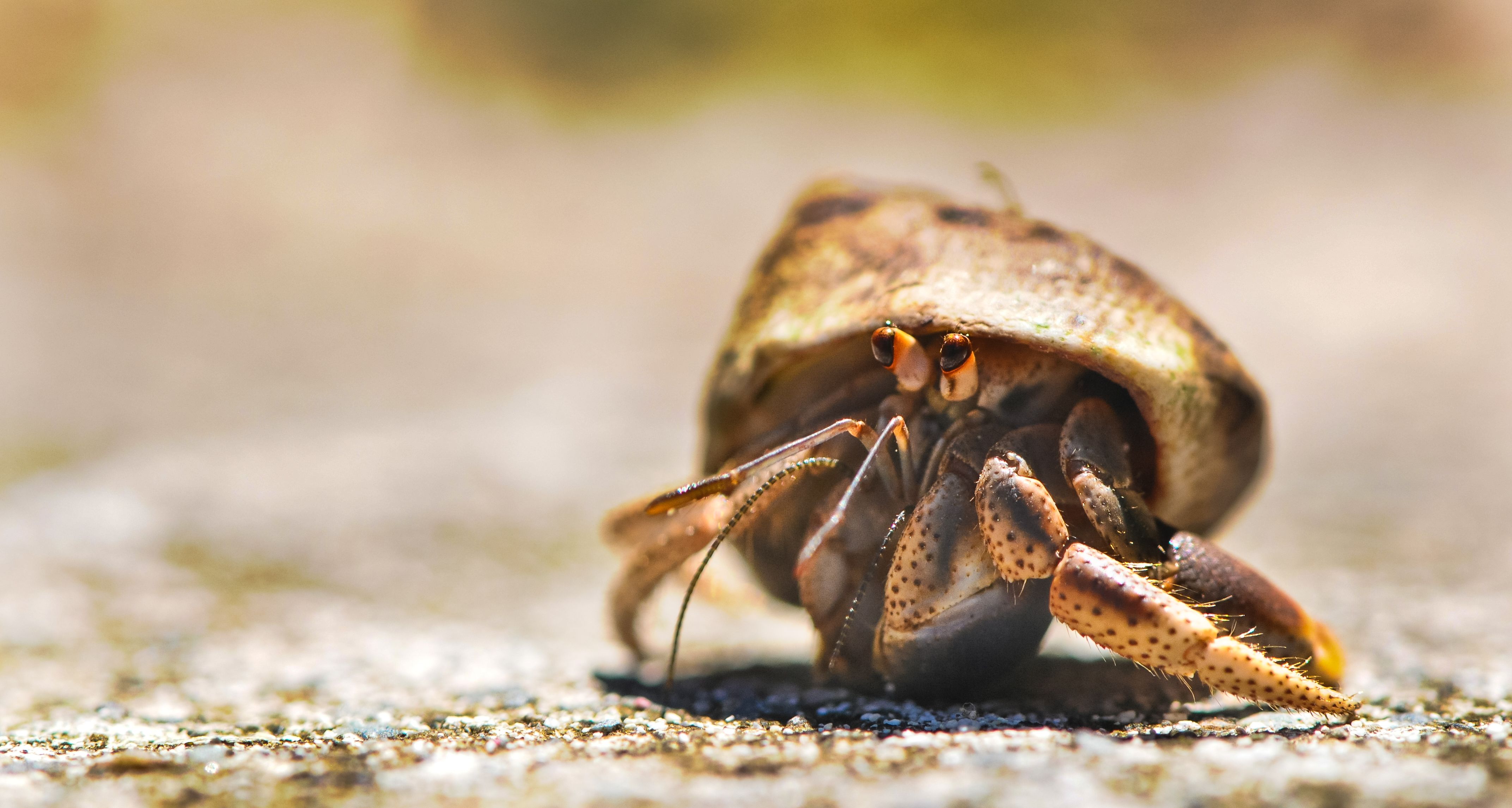 Selective Focus Photography of Brown Snail