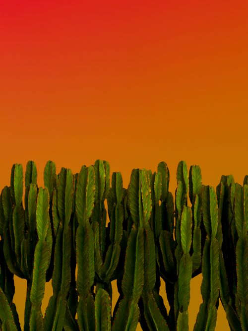 Free Green cacti silhouetted against a vivid orange and red sunset gradient sky, creating a striking visual contrast. Stock Photo