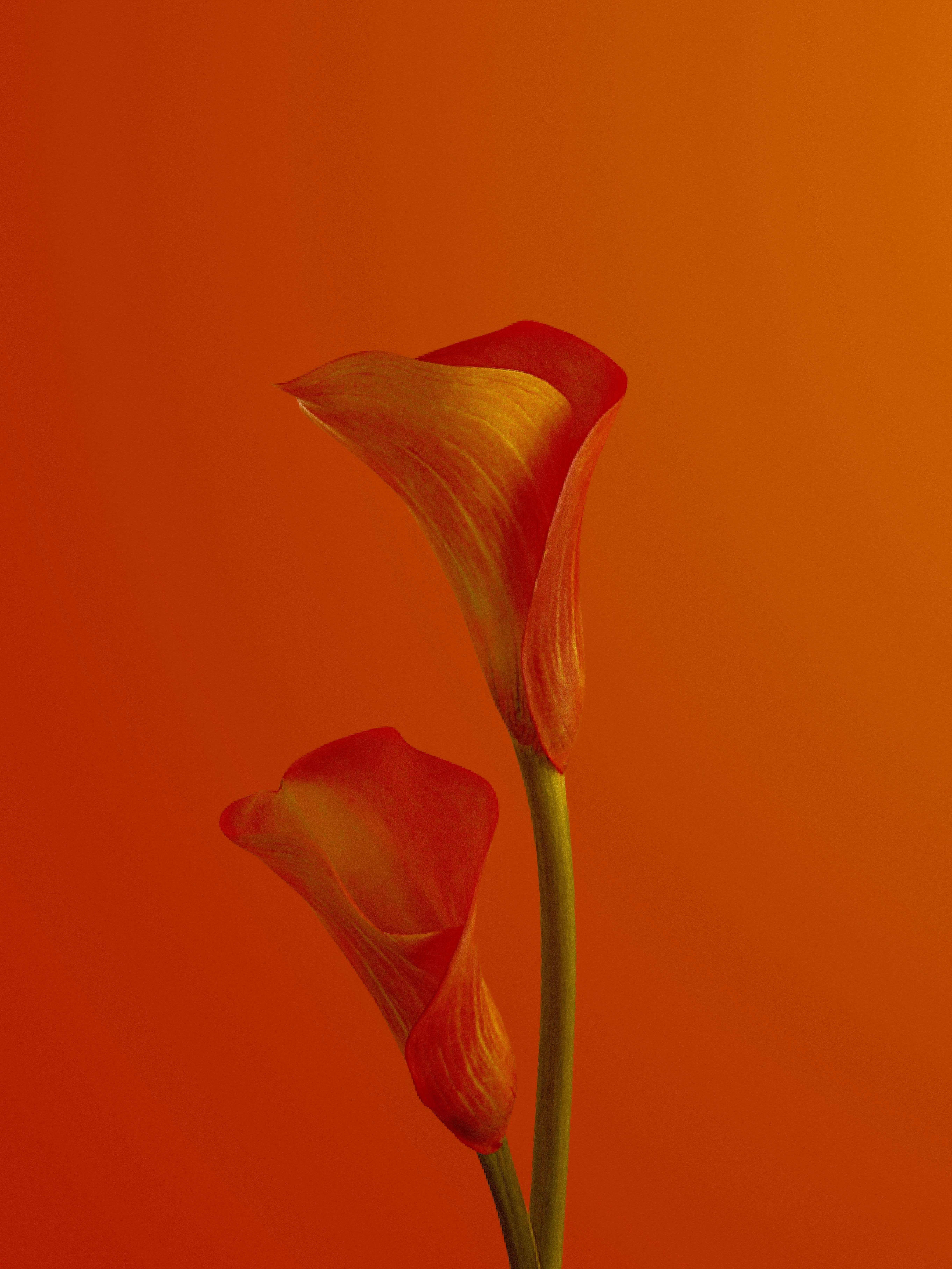 A pair of striking orange calla lilies displayed in front of a seamless orange backdrop.