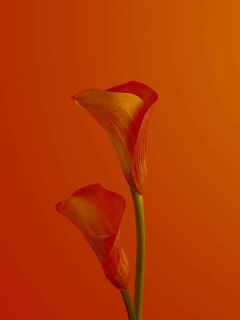 A pair of striking orange calla lilies displayed in front of a seamless orange backdrop.