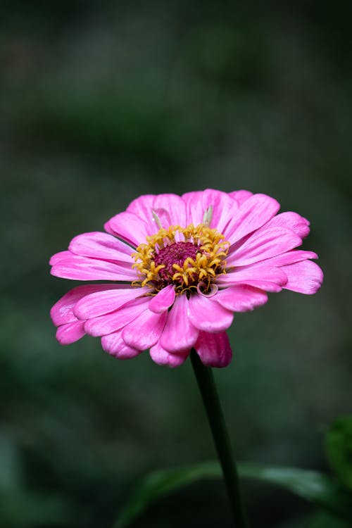 Free Close Up Shot of a Flower Stock Photo