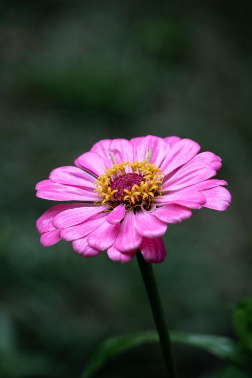 Free Detailed macro shot of a vibrant pink zinnia flower in full bloom. Stock Photo