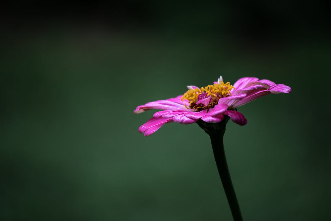 Macro Shot of a Flower