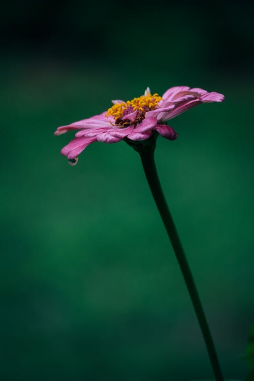Macro Shot of a Flower