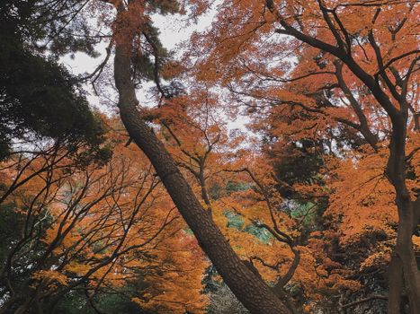 Vibrant autumn leaves in Tokyo park showcasing nature's seasonal beauty.