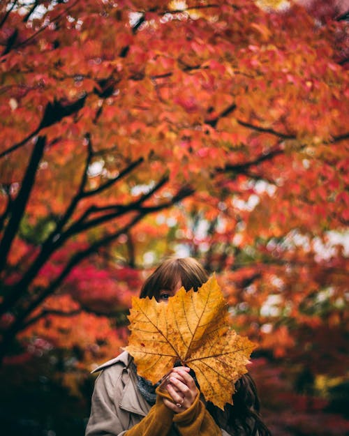 Person Holding a Dry Leaf