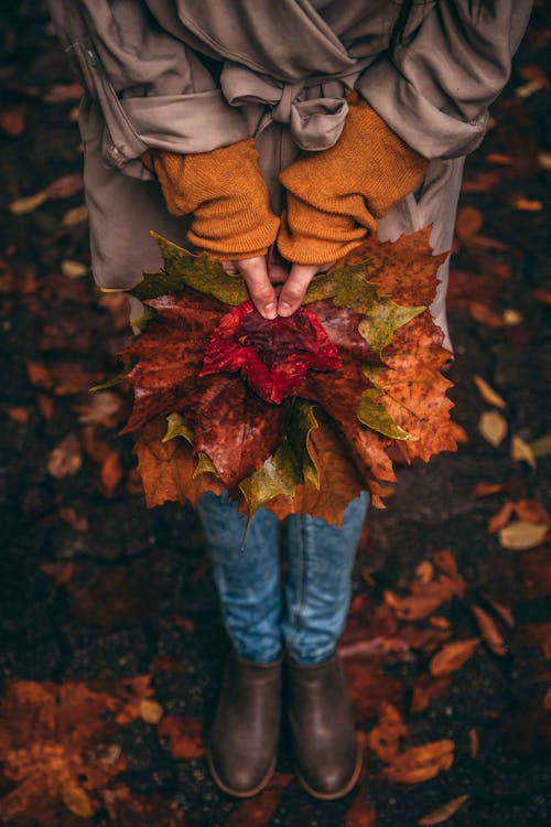 Fotos de stock gratuitas de caer, caída, colores de otoño