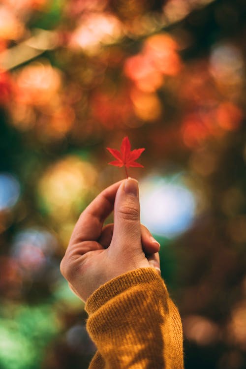 Person Holding Red Maple Leaf