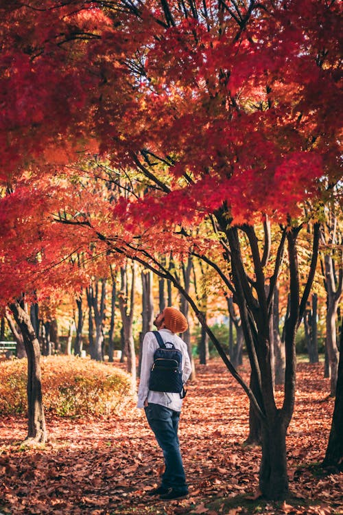 Man Standing Near Red Leaf Trees