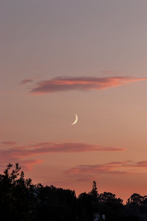 Moonlit cloudy sky over bushes and trees