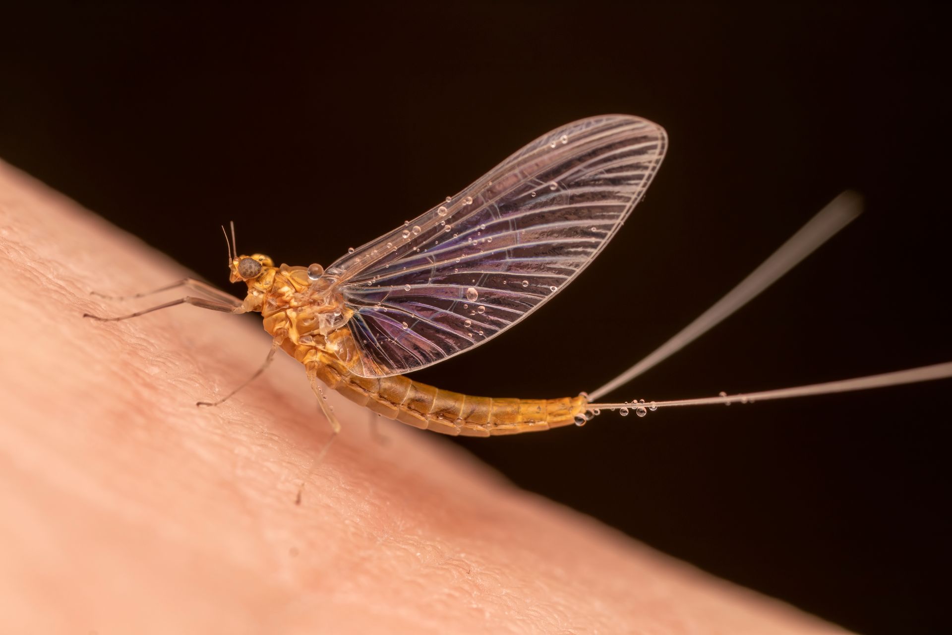 Insect on Human Skin