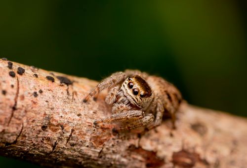 Free Close-up photo of a brown jumping spider perched on a twig, showcasing its details. Stock Photo