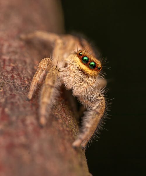 Bezpłatne Darmowe zdjęcie z galerii z głębia pola, mały, pająk Zdjęcie z galerii