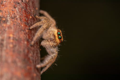 Bezpłatne Darmowe zdjęcie z galerii z głębia pola, pająk, pajęczak Zdjęcie z galerii