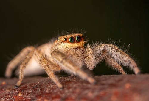 Close Up Shot of a Spider