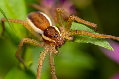 Free Detailed macro shot of a spider on a green leaf, showcasing its intricate features and vibrant colors. Stock Photo