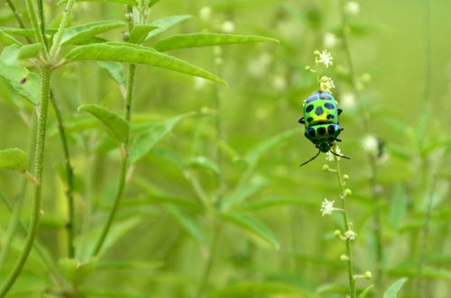 Free stock photo of beetle, indian beetle, insect Stock Photo