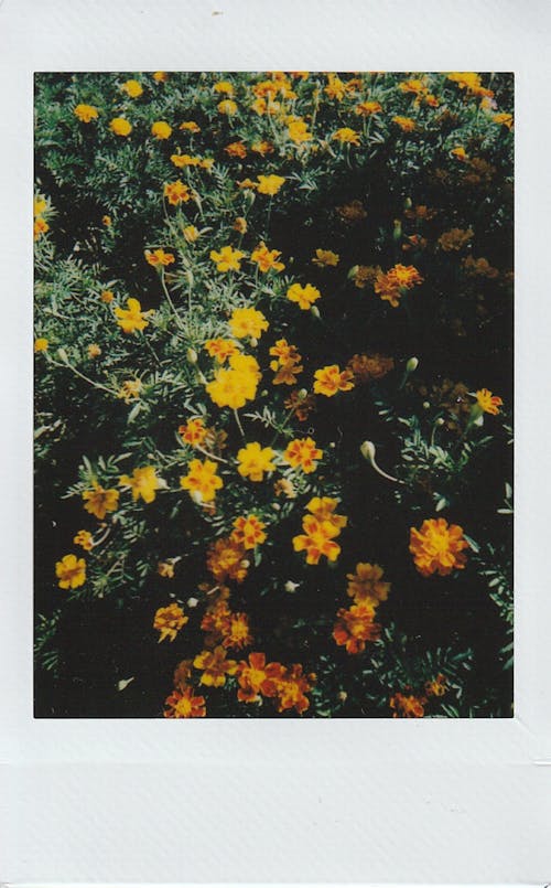 Δωρεάν στοκ φωτογραφιών με instax, polaroid, ανθίζω