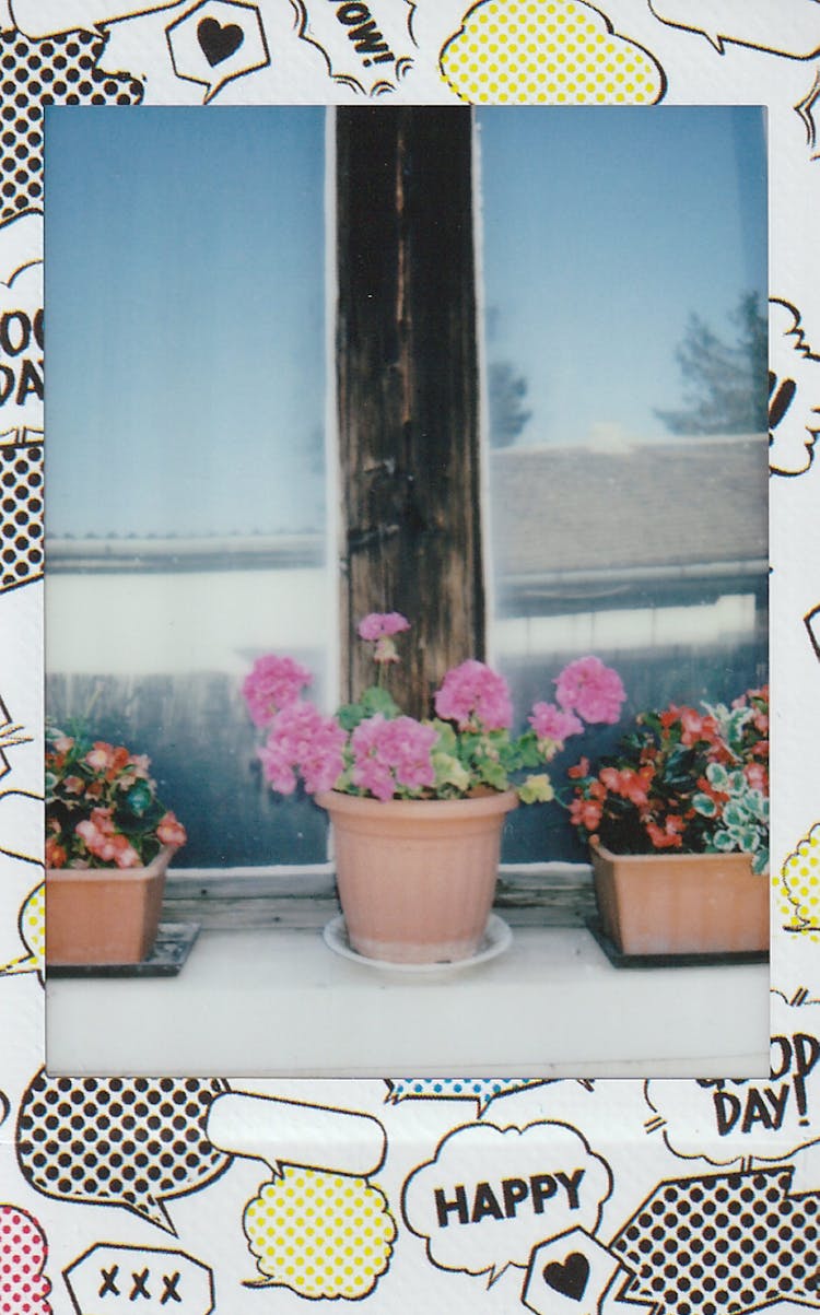 Potted Flowers On Windowsill