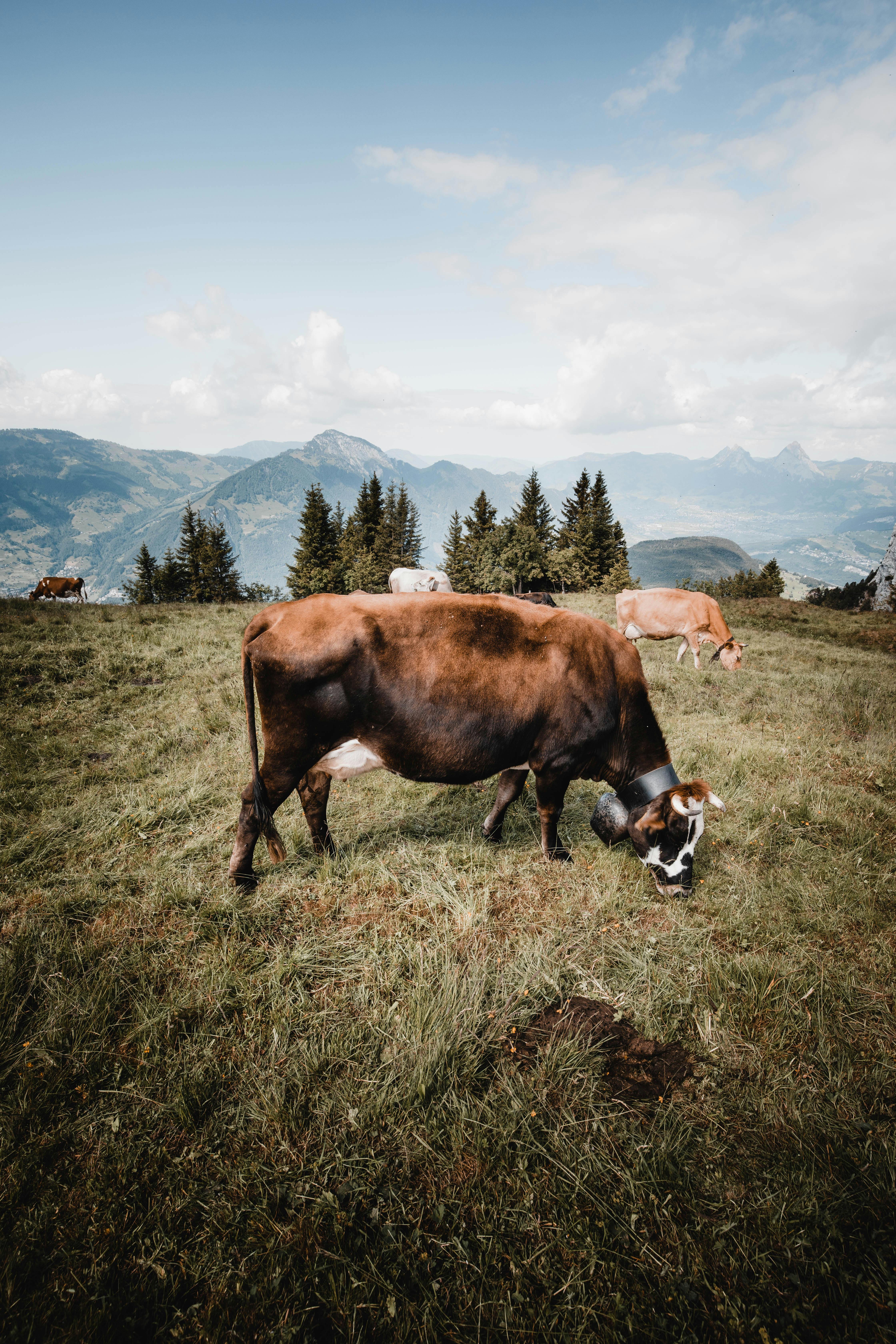 Brown Cow on Green Grass Field  Free Stock Photo
