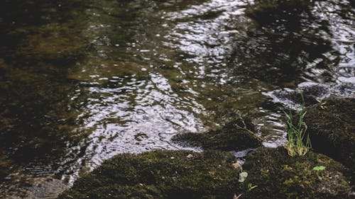 Foto d'estoc gratuïta de aigua, marge del riu, natura