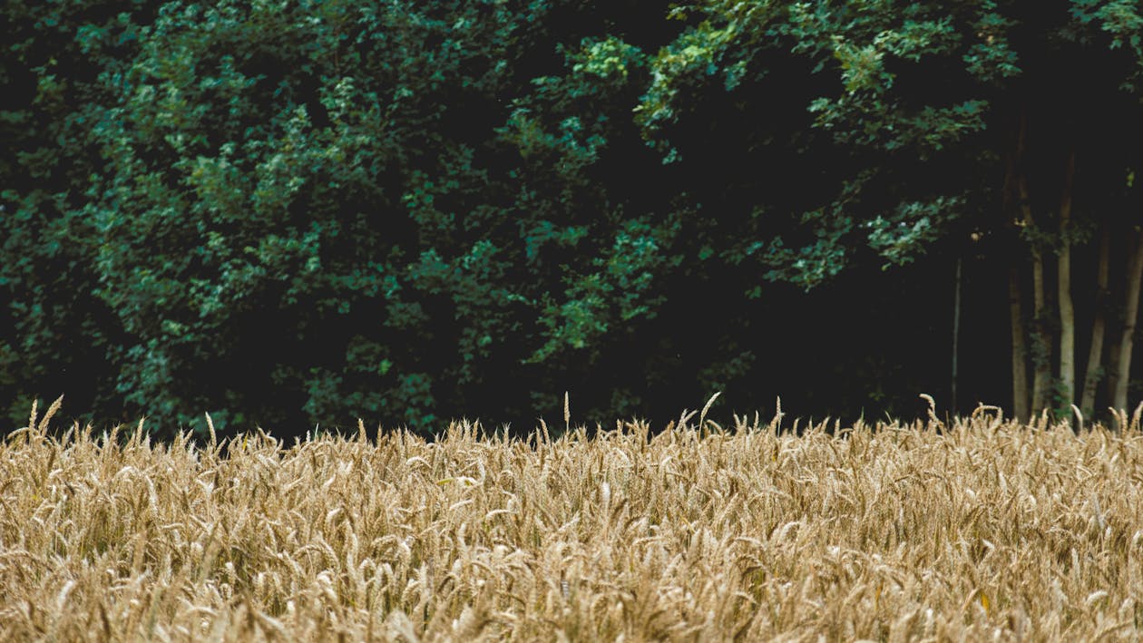 Free stock photo of nature, wheat, wheat field