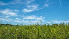 充满活力的草地、蓝色的天空和散落的云层，展现了大自然的美丽