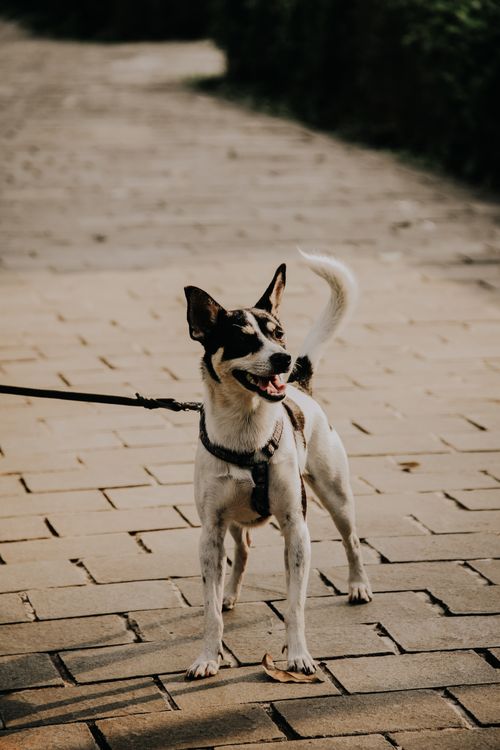 Free A lively dog on a leash enjoying an outdoor walk on a paved path. Stock Photo