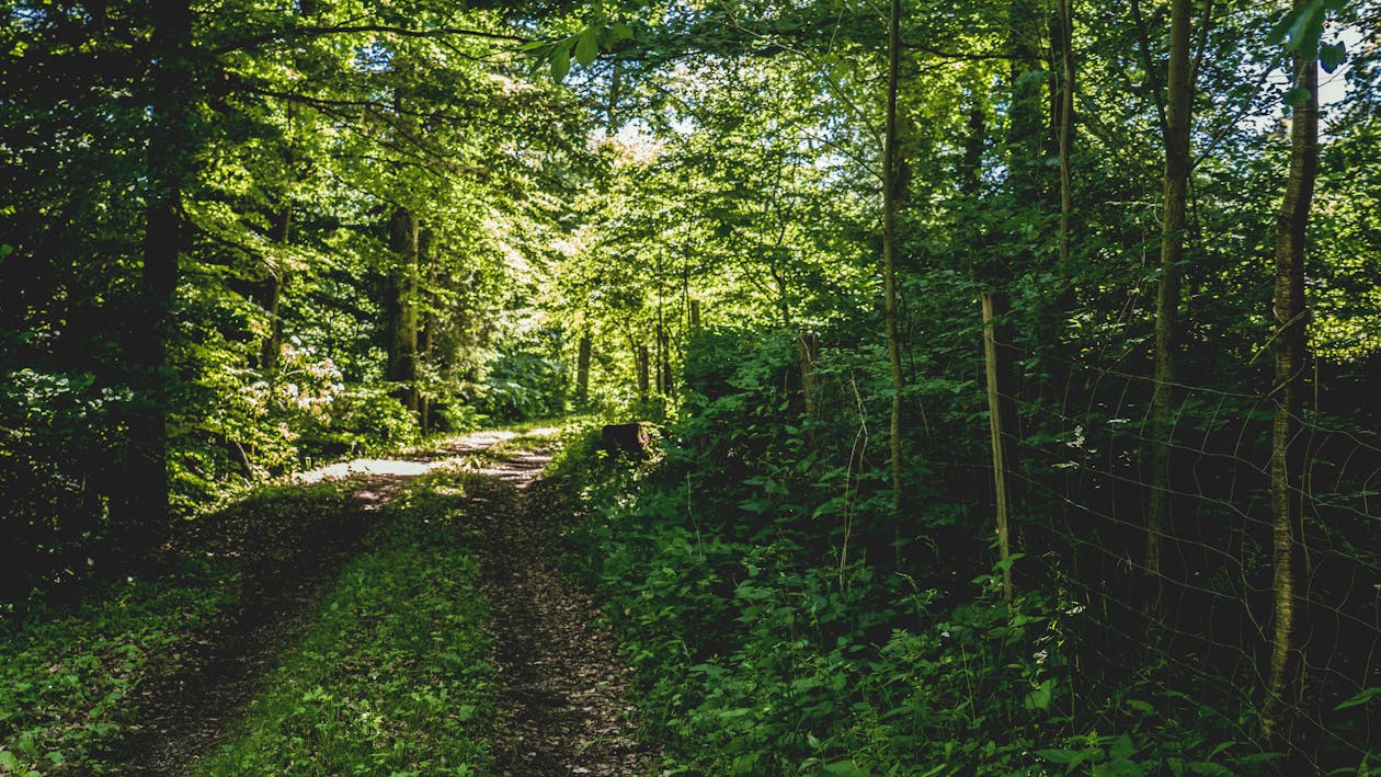 Free Forest Pathway Stock Photo