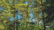 阳光透过高大的树木，在明亮的蓝天下，过滤进郁郁葱葱的绿色森林冠层