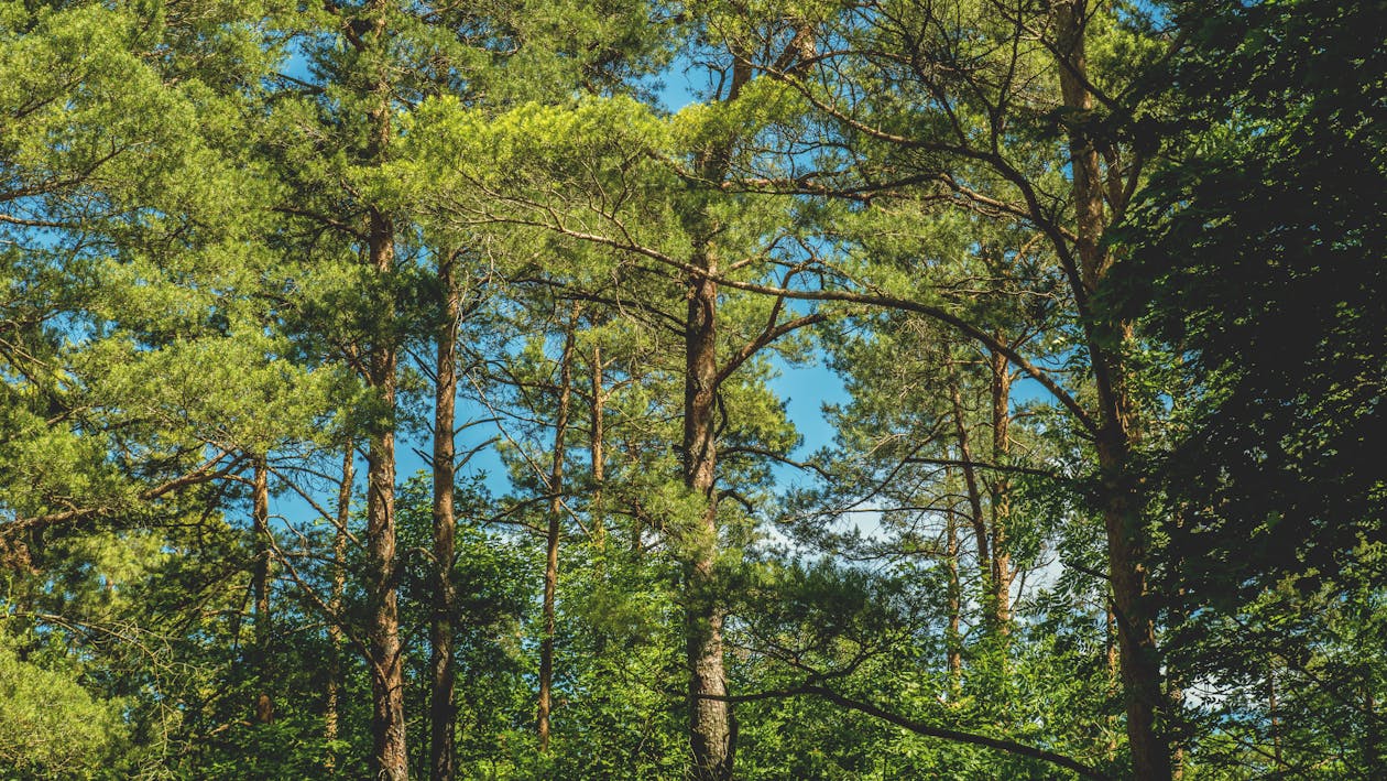 Green Leaf Trees