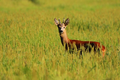 Free Brown Deer on Green Grass Field Stock Photo