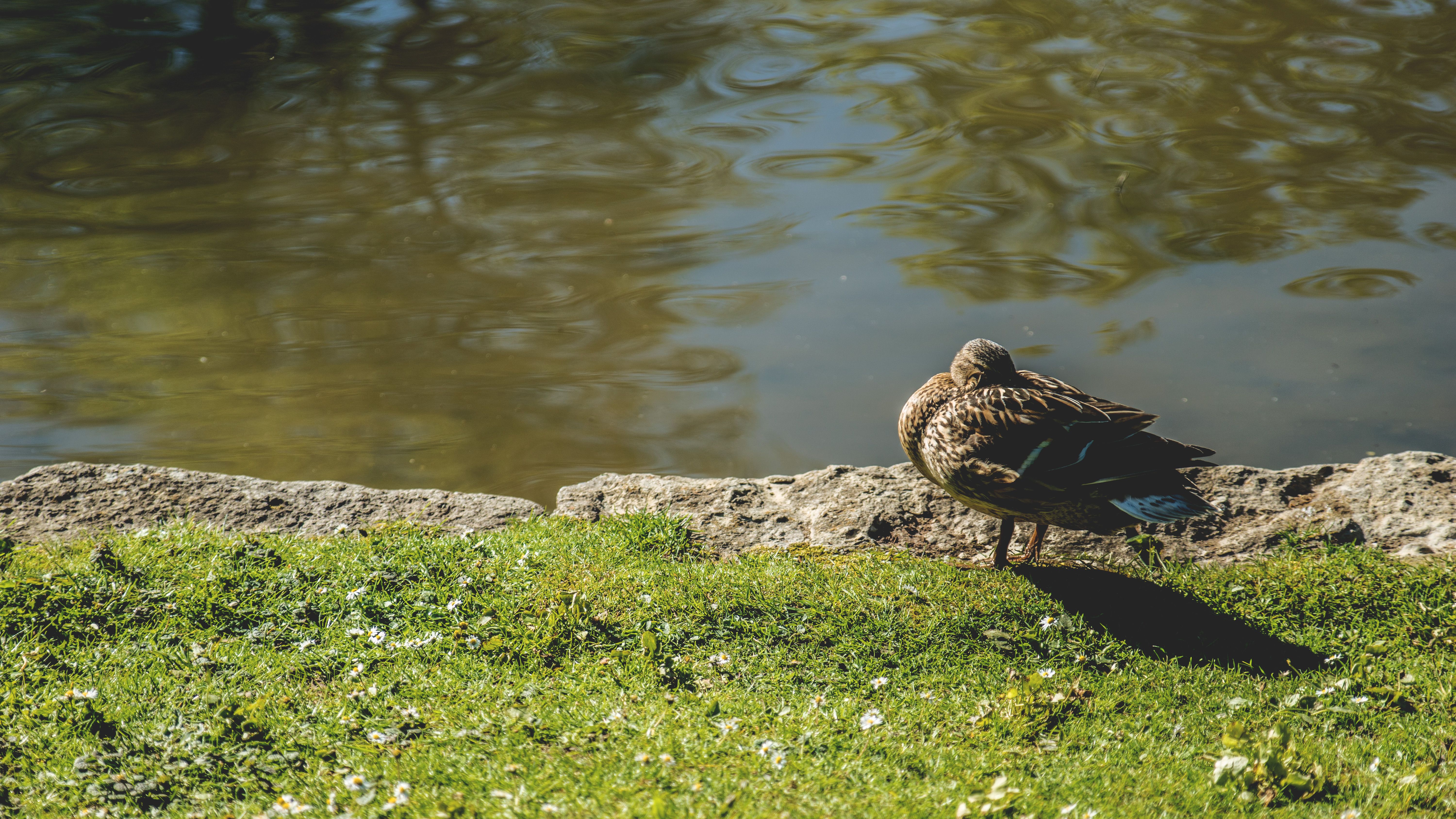 Brown Bird Near Body of Water · Free Stock Photo