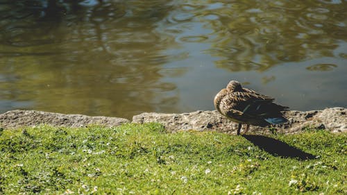 Bruine Vogel In De Buurt Van Waterlichaam