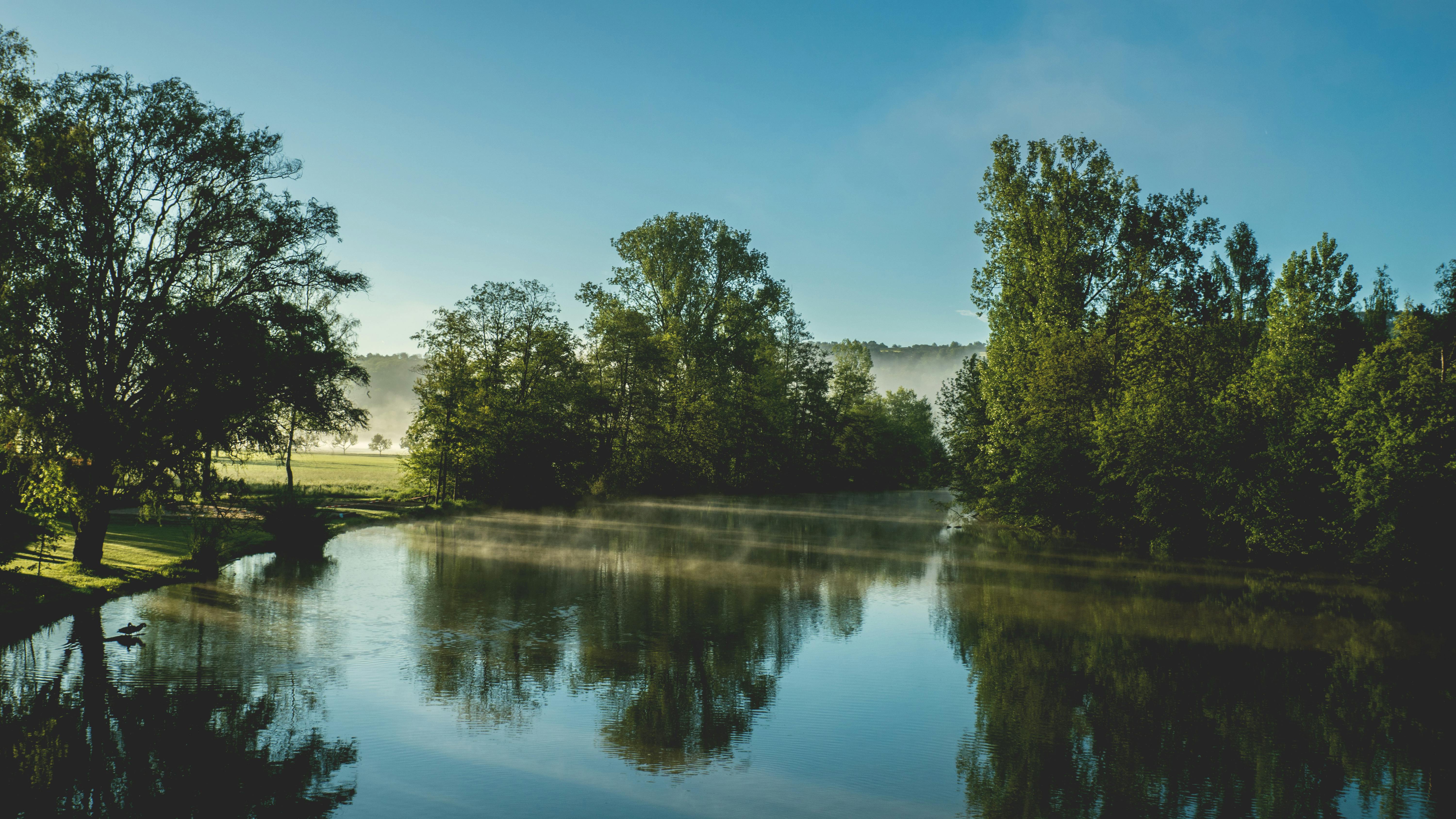 Green Trees · Free Stock Photo