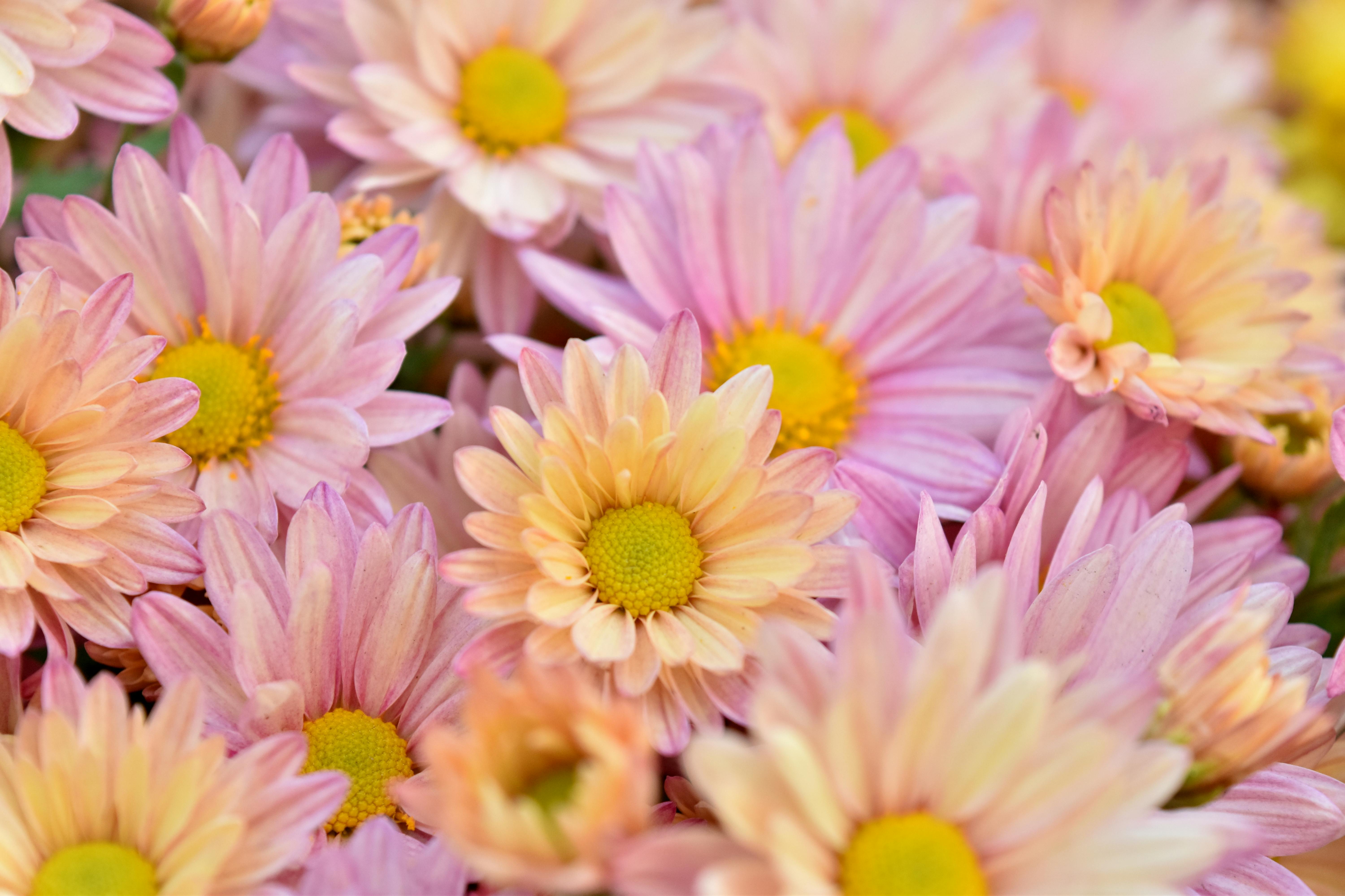 Photo Gratuite De Bouquet De Fleurs Fleur Fond Décran Fleur