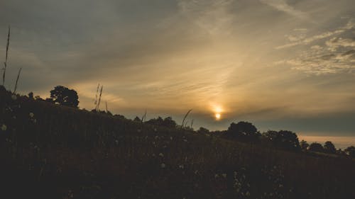 Free Silhouette of Trees Against Sunlight Stock Photo