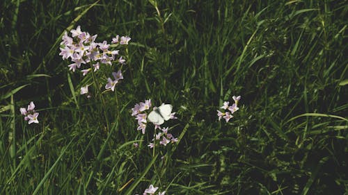 나비, 자연, 잔디의 무료 스톡 사진