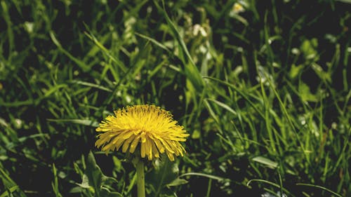 Free stock photo of dandelion, grass, nature