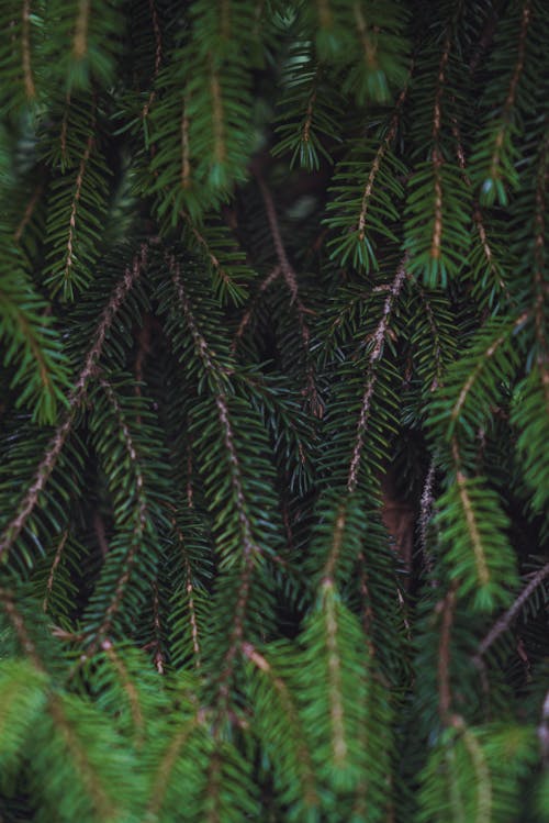 Green branches of coniferous tree