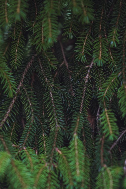 Free Green coniferous tree with needles growing on twigs with dense vegetation in forest in daylight in nature in summer time Stock Photo