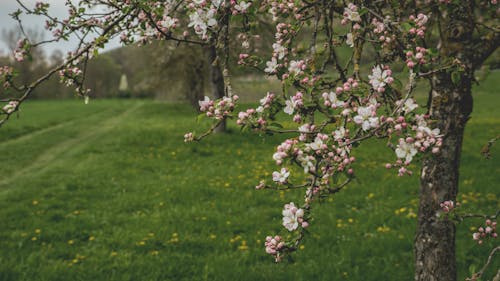 Free White and Pink Flowering Tree Stock Photo
