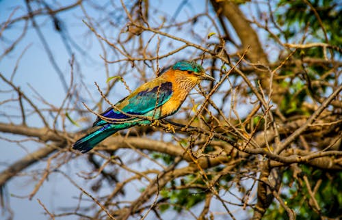 Ảnh lưu trữ miễn phí về Ấn Độ, chim đẹp, chim xanh